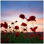 slides/Dancing Poppies.jpg poppies brighton panoramic west sussex east sussex field sunset red orange blue sky dancing Dancing Poppies